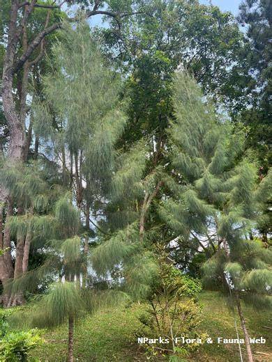 Casuarina junghuhniana - ICFRE - raincitystudios.com