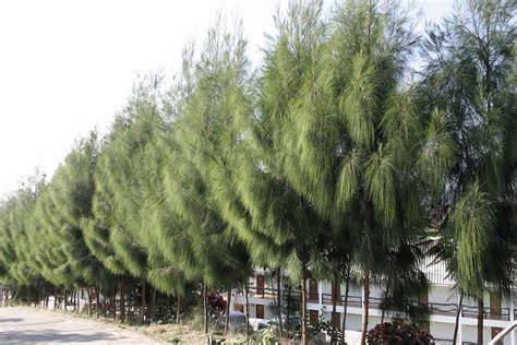 Casuarina Trees - Weekand - raincitystudios.com