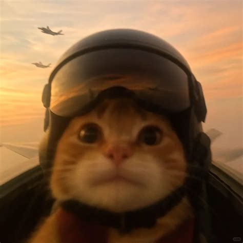 cat pilot - elchoricharrua.com
