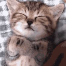 cat sloth sleep gif - elchoricharrua.com