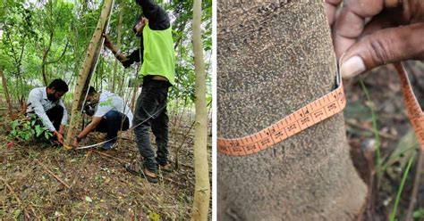 CATCH Foundation's Reforestation Model is Turning … - raincitystudios.com