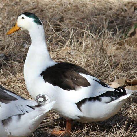 Category:Duck breeds originating in Indonesia - raincitystudios.com