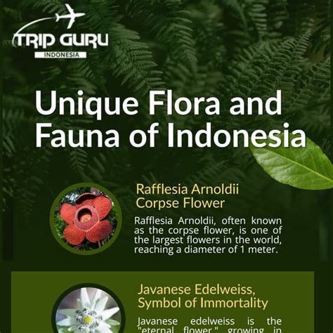 Category:Endemic flora of Indonesia - raincitystudios.com