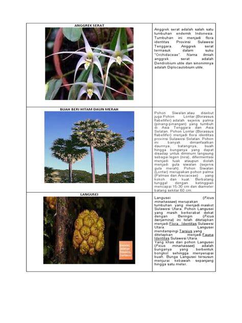 Category:Flora of Sulawesi - raincitystudios.com