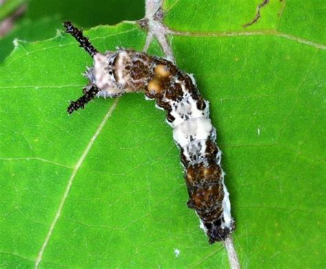 Caterpillar Mimicry - muktibox.com