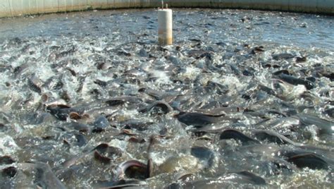 Catfish Farming in Nigeria: How to Start & Succeed in … - muktibox.com