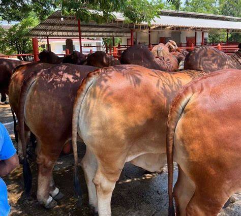 Cattle fattening in 90 days - PressReader - raincitystudios.com