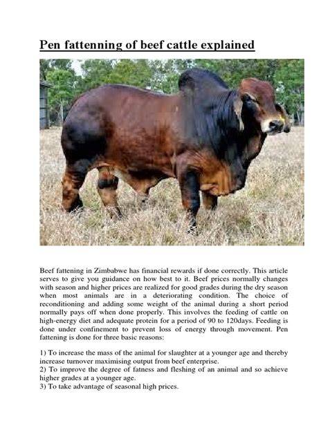 Cattle Fattening Techniques in Zimbabwe | PDF - Scribd - raincitystudios.com