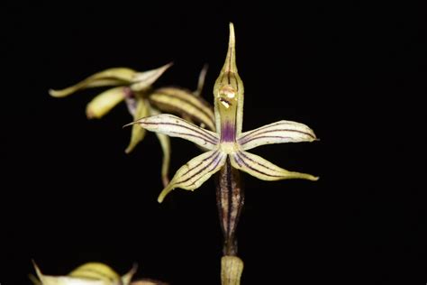 Caudata | Characteristics & Facts | Britannica - muktibox.com