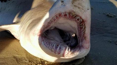 CAUGHT ON VIDEO: Shark reeled in at Smith Point Beach - News …