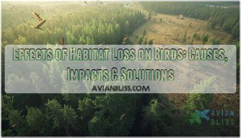 Causes, Effects, Solutions to Habitat Loss - raincitystudios.com