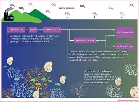 Causes, Effects and Solutions to Ocean Acidification (Increase in pH ... - raincitystudios.com