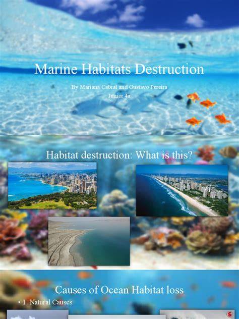 Causes of Marine Habitat Loss and Solutions - Decoding Biosphere - raincitystudios.com