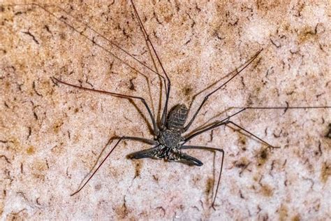 Cave insect - muktibox.com