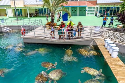 Cayman Turtle Centre - muktibox.com