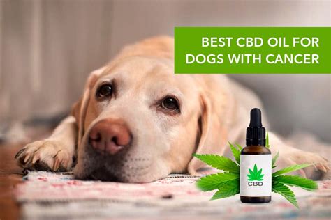 CBD For Dogs With Cancer: The 8 Best Products According to a ...