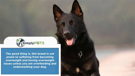 CBD Oil for German Shepherds: How CBD from Hemp Can Help