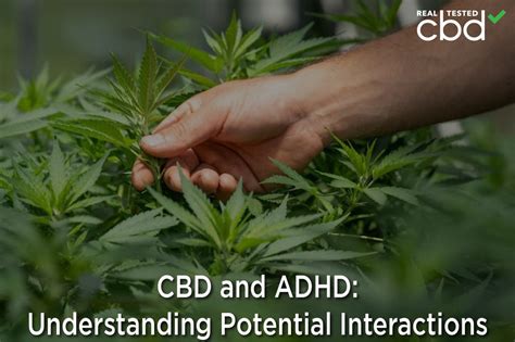 CBD and ADHD: Understanding Potential Interactions