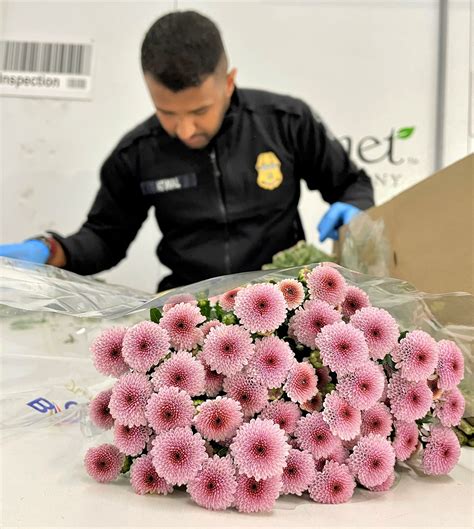 CBP agriculture specialists dealing with millions of imported flowers at LAX for Mother’s Day 