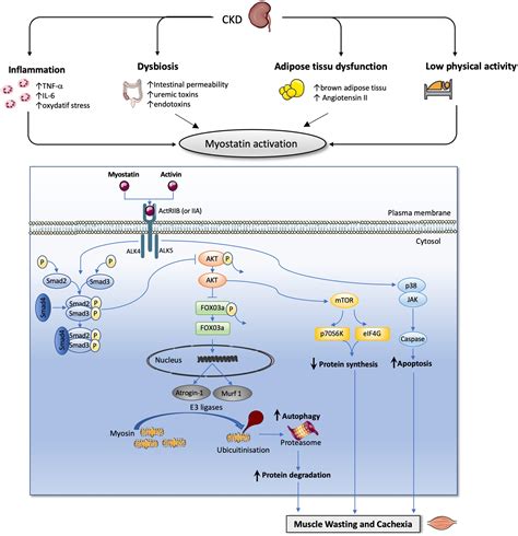 CCL24 - an overview ScienceDirect Topics