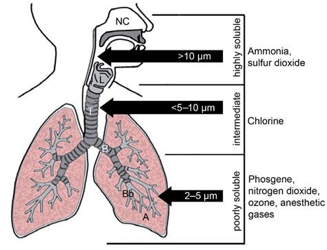 CCOHS: How Do Particulates Enter the Respiratory …