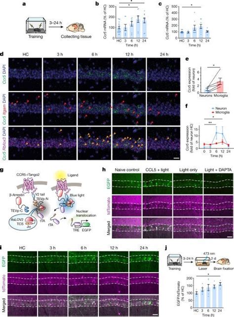 CCR5 closes the temporal window for memory linking Nature