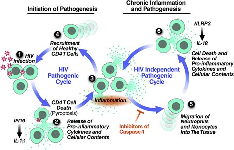 CD4 count (or T-cell test) - HIV