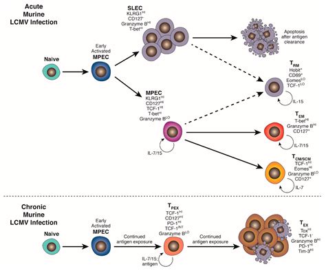 CD8 + T cell metabolism in infection and cancer - Nature