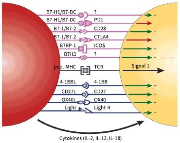 CD91 antigens Sino Biological