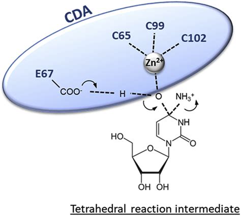 CDA - Cytidine deaminase - Function