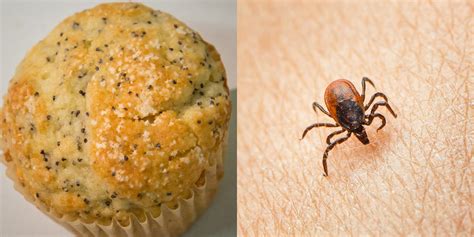 CDC’s Disturbing Photo of Ticks on Poppy Seed Muffin Shows How Small …