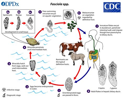 CDC - Fasciola - Epidemiology & Risk Factors