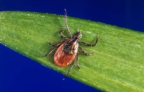 CDC warns of Rocky Mountain Spotted Fever for those traveling to Mexico