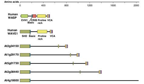 CDD Conserved Protein Domain Family: EVH1_WASP-like