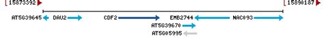 CDF2 cycling DOF factor 2 [ Arabidopsis thaliana (thale cress) ]