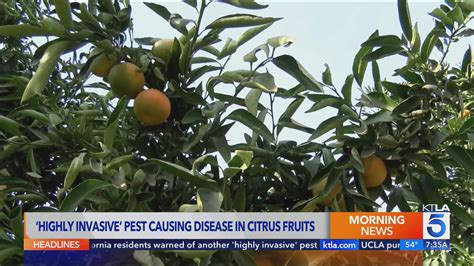 CDFA warns SoCal residents of another ‘highly invasive’ pest threatening citrus plants