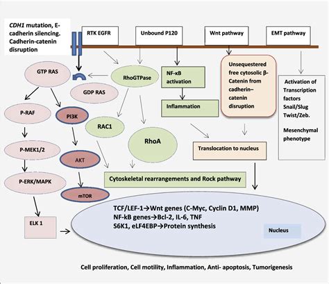 CDH1 Gene - Somatic Mutations in Cancer - Wellcome …