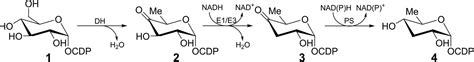 CDP-paratose 2-epimerase (EC 5.1.3.10) Protein …