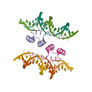 CDX2 Gene - GeneCards CDX2 Protein CDX2 Antibody