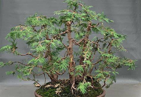 Cedar Bonsai Tree - A-Z Animals - raincitystudios.com