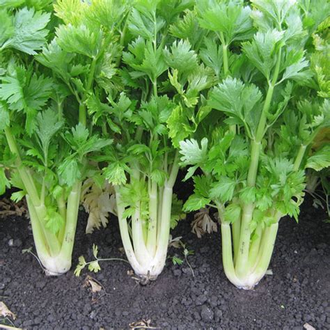 CELERY GOLDEN SELF-BLANCHING - Plant World Seeds