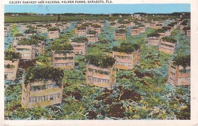 CELERY GROWING AT PALMER FARMS POSTCARD SARASOTA FL …