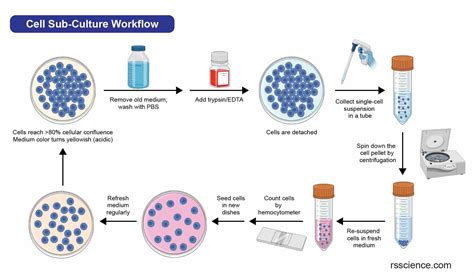 CELL CULTURE BASICS - Vanderbilt University - muktibox.com