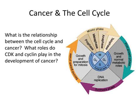 Cell cycle control in cancer - University College London - muktibox.com