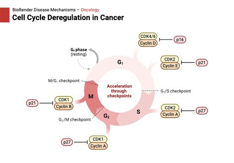 Cell cycle dysregulation in cancer - PubMed - muktibox.com