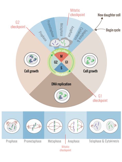 Cell Cycle Flashcards | Quizlet - muktibox.com