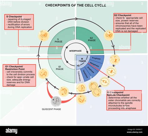 Cell Cycle Phases and Checkpoints - muktibox.com