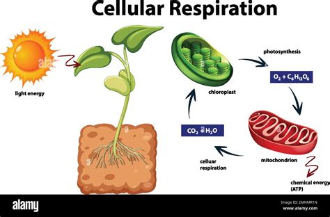 Cell Respiration - an overview | ScienceDirect Topics - muktibox.com