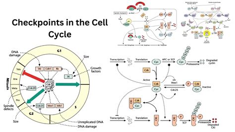 Cell-cycle checkpoints and cancer - Nature - muktibox.com