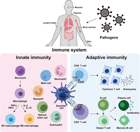 Cellular Components of the Immune System - MSD … - muktibox.com